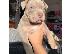 PoulaTo: Pitbull
